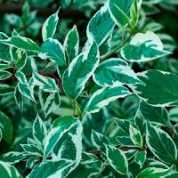 Боярышник колючий Crataegus laevigata, в мягкой таре (2 шт)