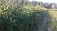 Боярышник крупноплодный и однопестичный Оптом