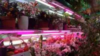 Фитолампа светодиодная LN-1200 Фито-М с таймером