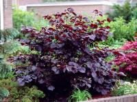 Лещина обыкновенная Purpurea С 110, 3-4 м