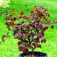Лещина обыкновенная Red Majestic С 35, 200 см