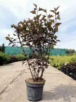 Пузыреплодник калинолистный Physocarpus op. Summer Wine, 0,3-0,5м, Р9, 2лет