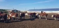 Герефорд