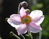 Анемона гибридная "Лореляй" (Anemone x hybrida Lorelei)
