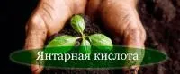 Янтарная кислота